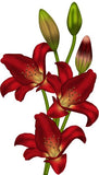 REF: 000009395 CACH. LAMINA ADHESIVA SURTIDA 21*28 CMS CARTA