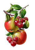 REF: 000009395 CACH. LAMINA ADHESIVA SURTIDA 21*28 CMS CARTA